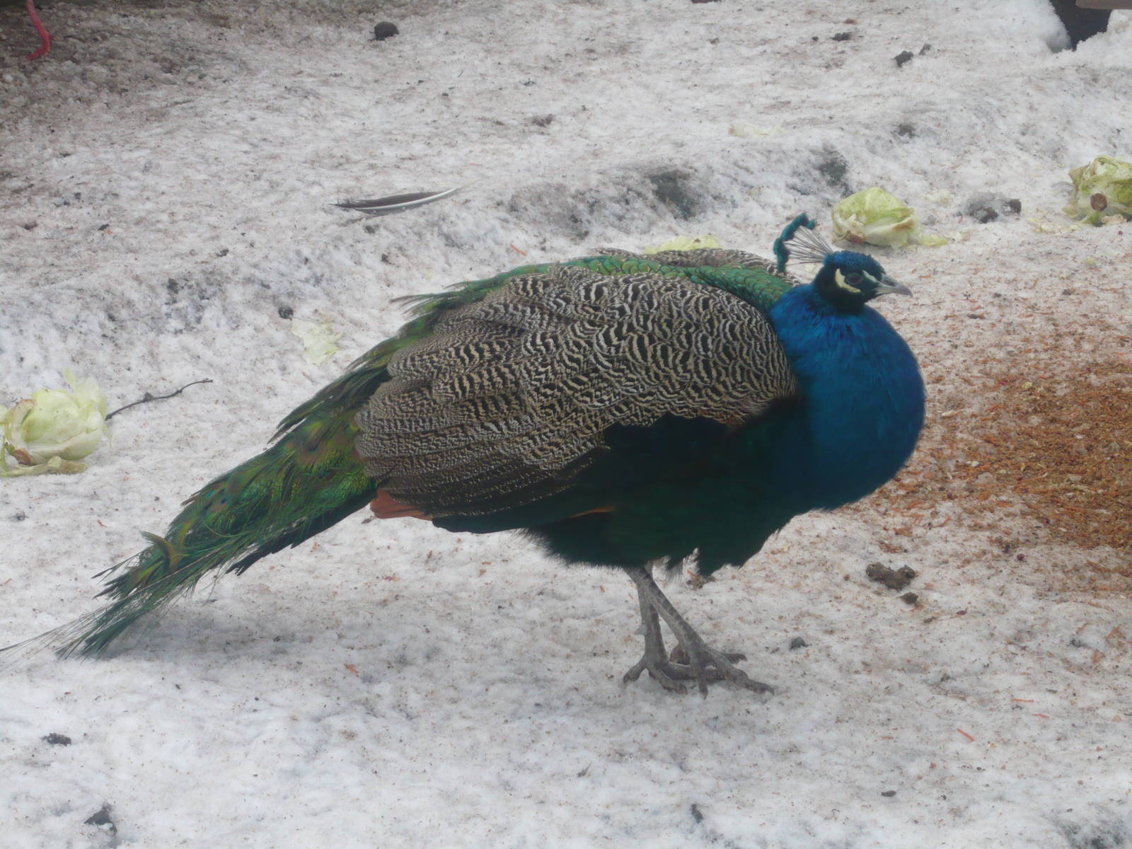 Peacock