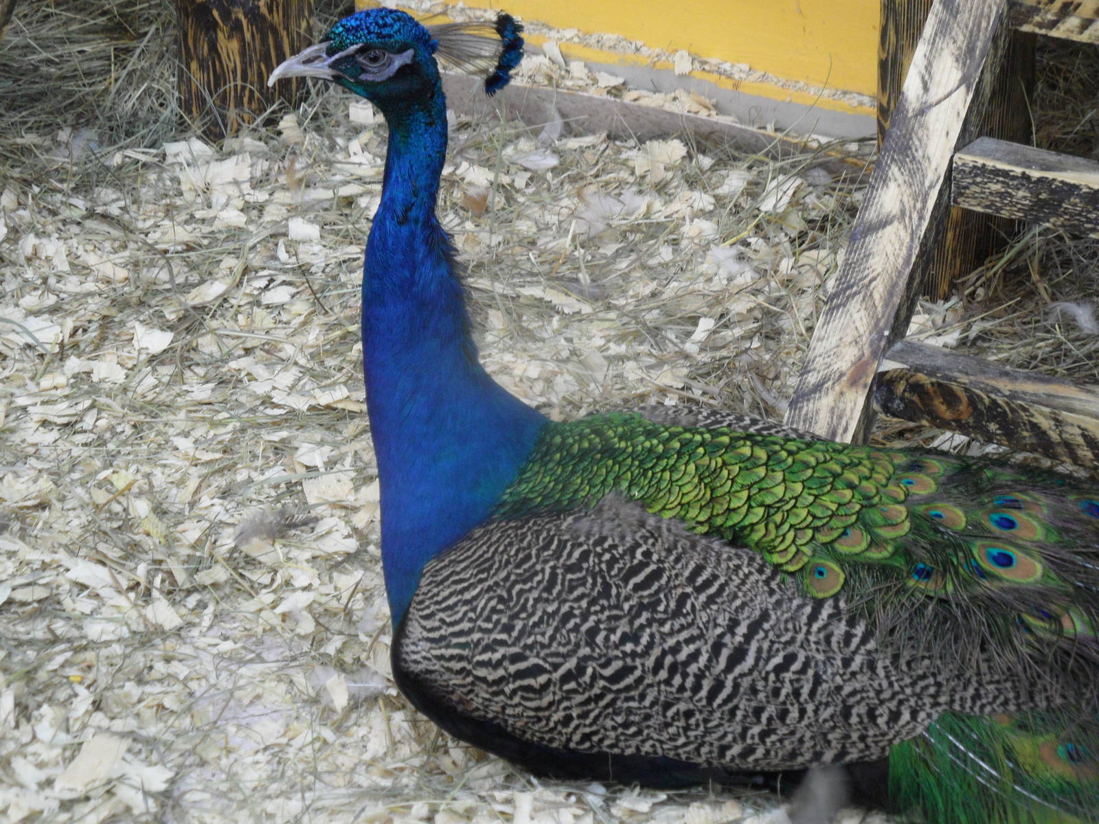 Peacock