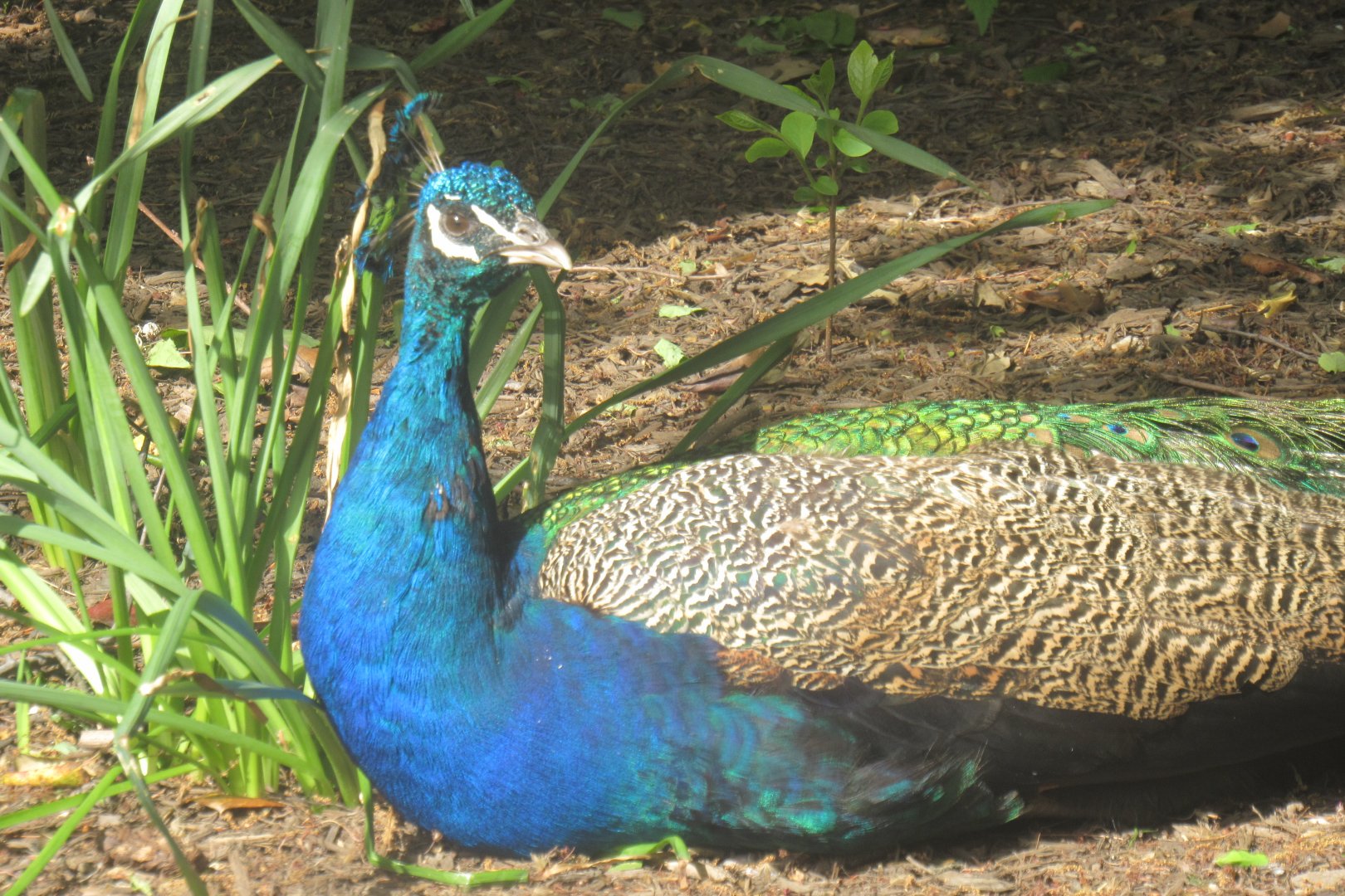 peacock