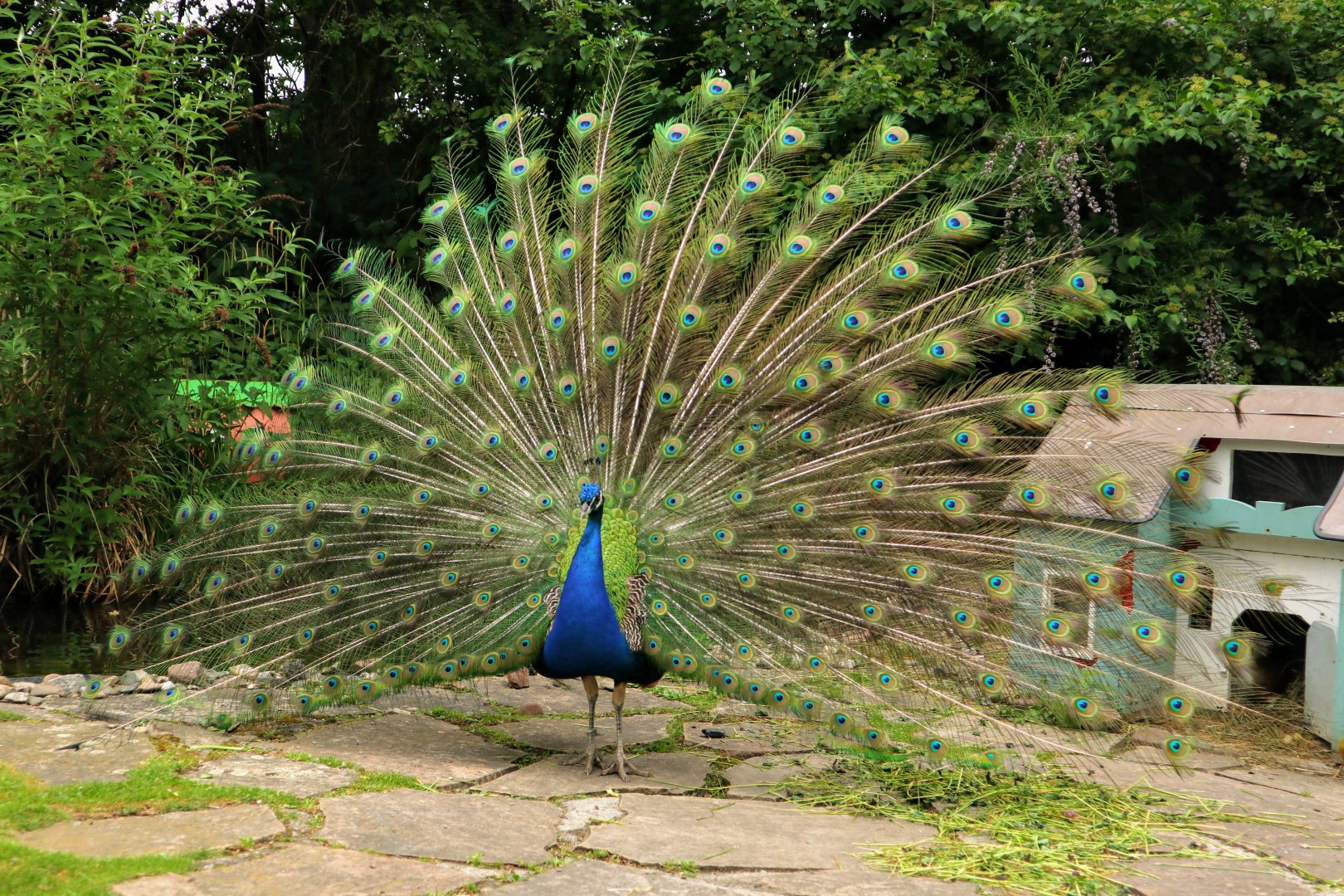 Peacock