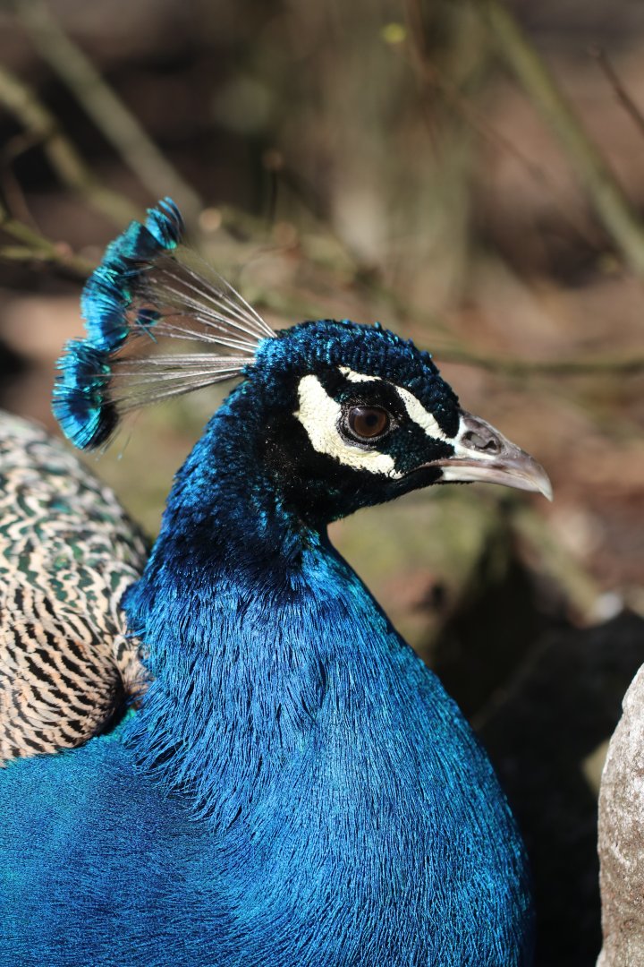 Peacock