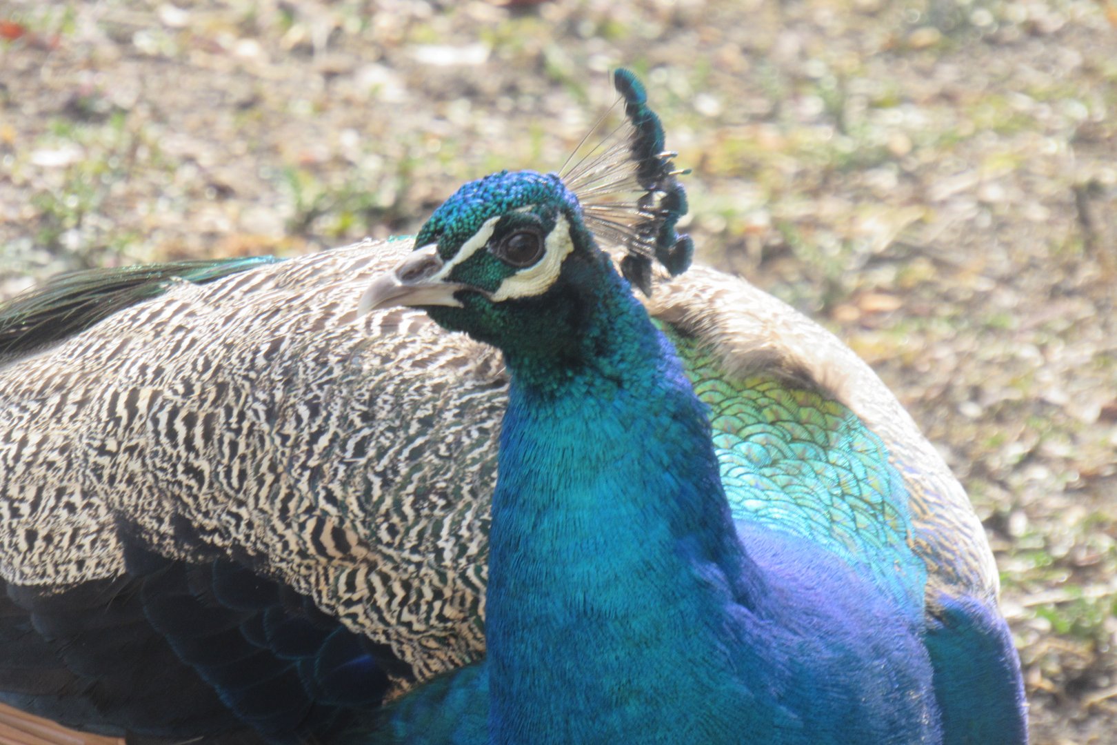 Peacock