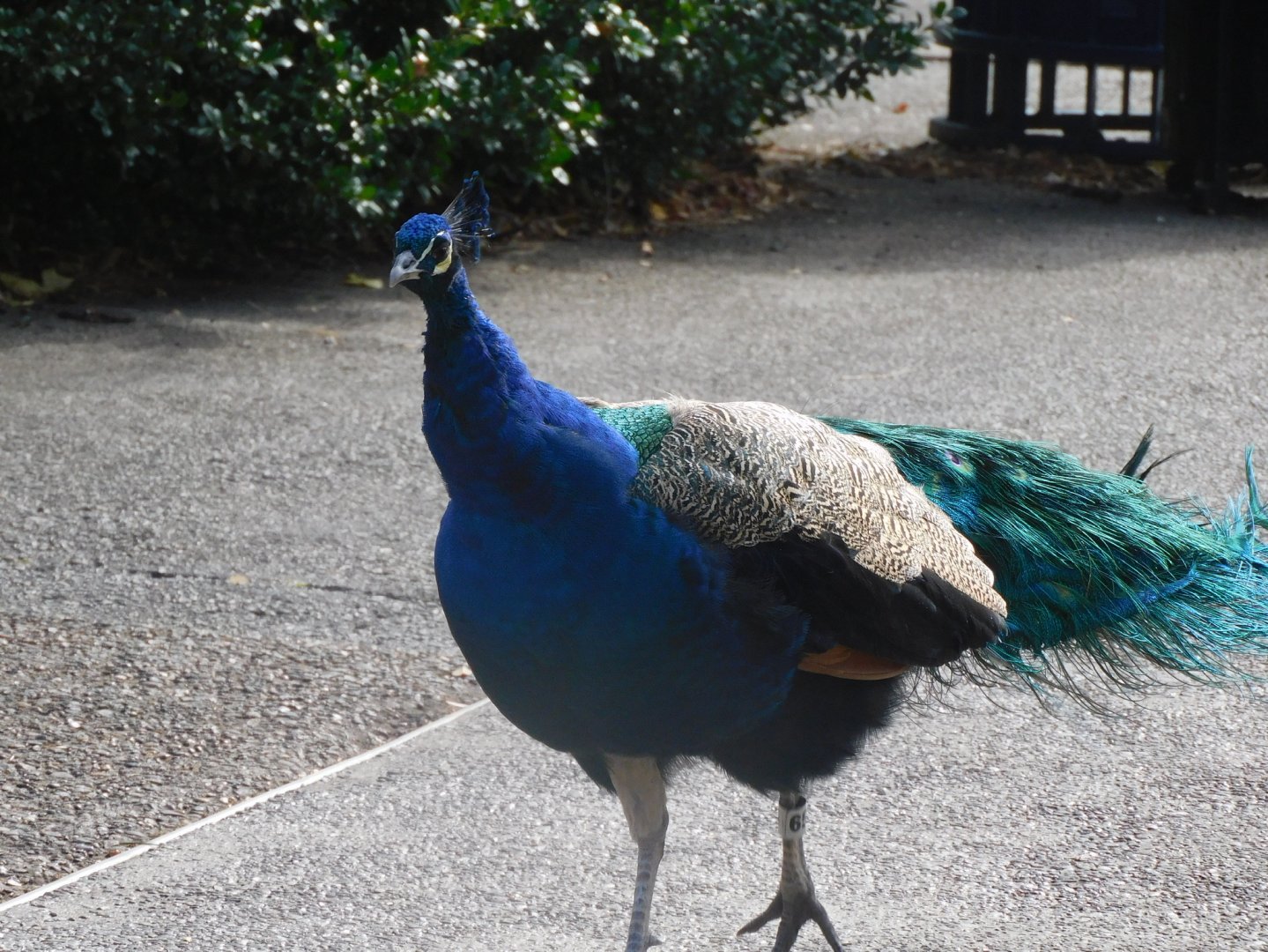 Peacock