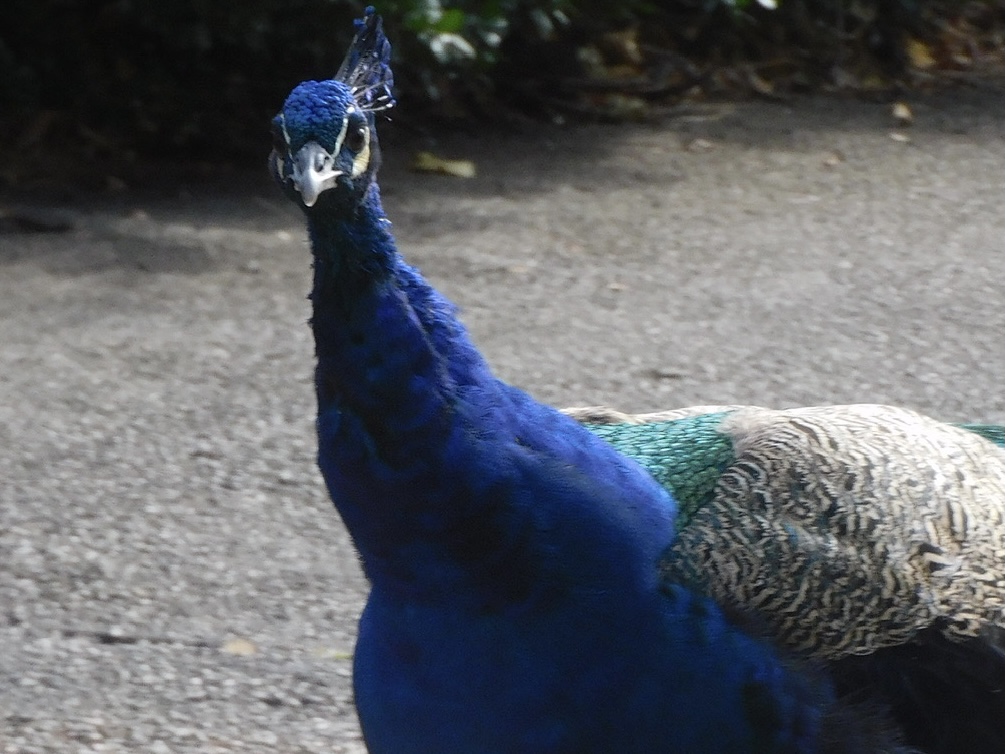 Peacock