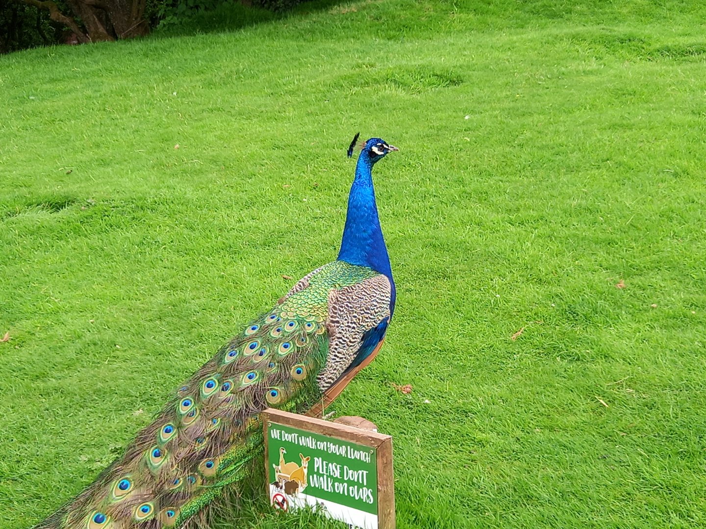 Peacock