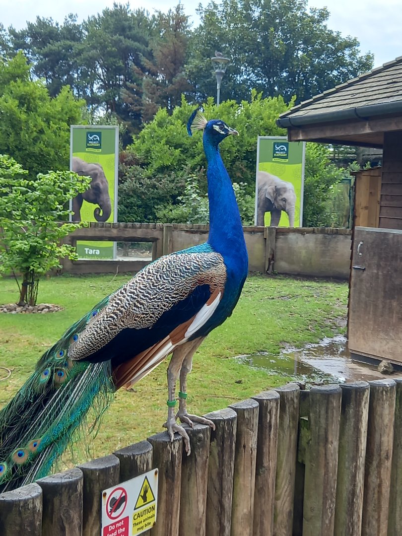 Peacock