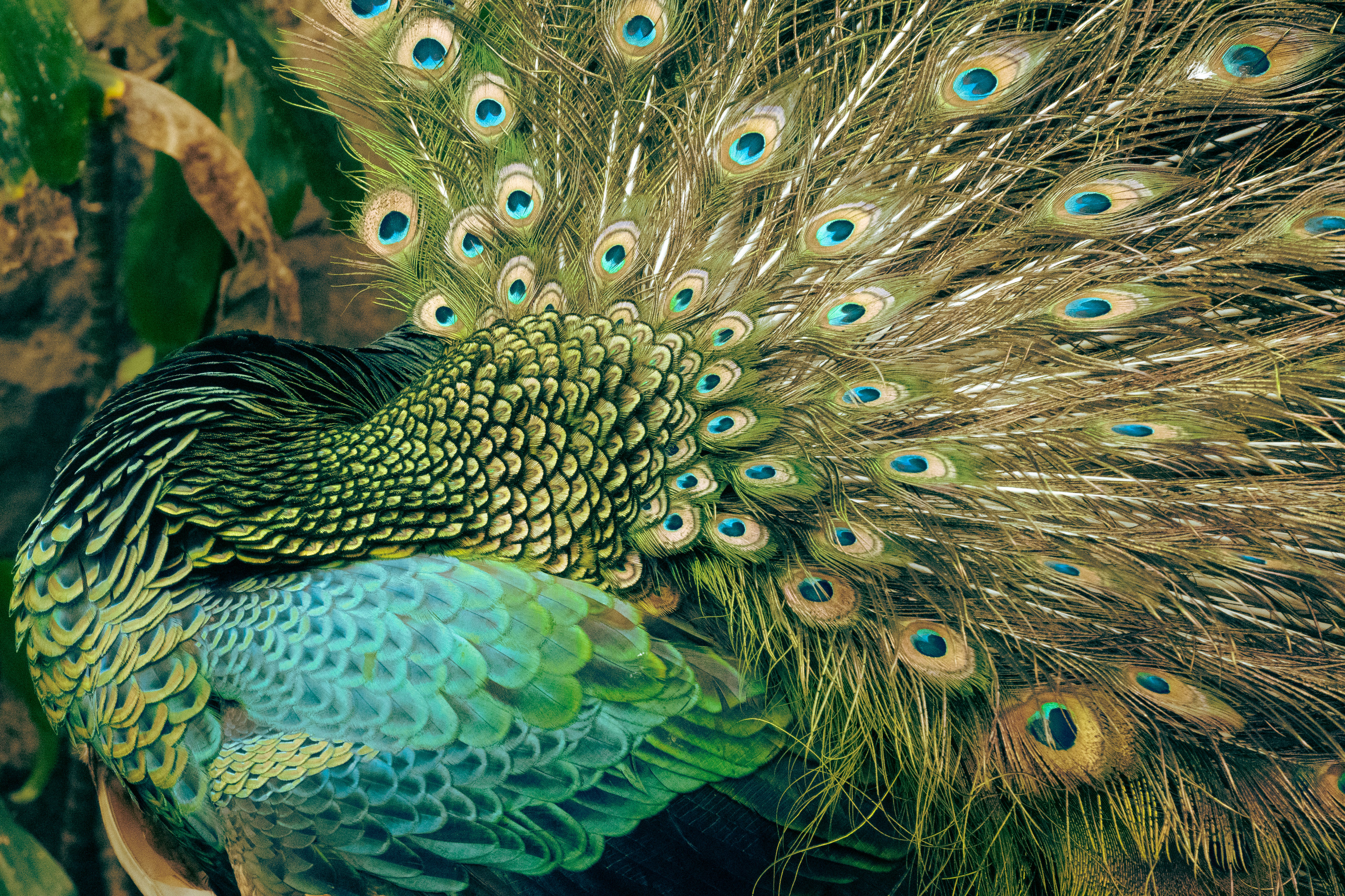 Peacock