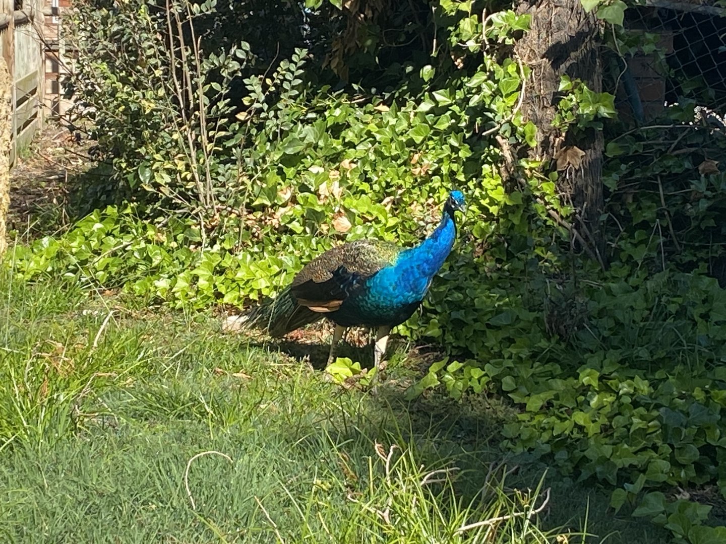 Peacock