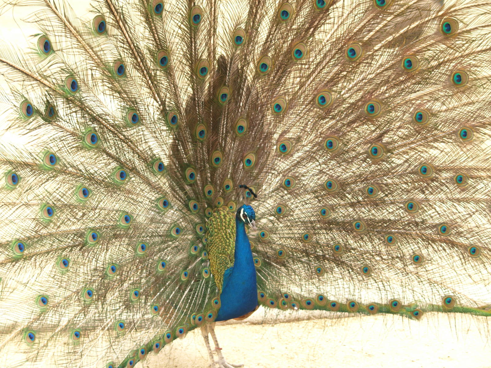 Peacock