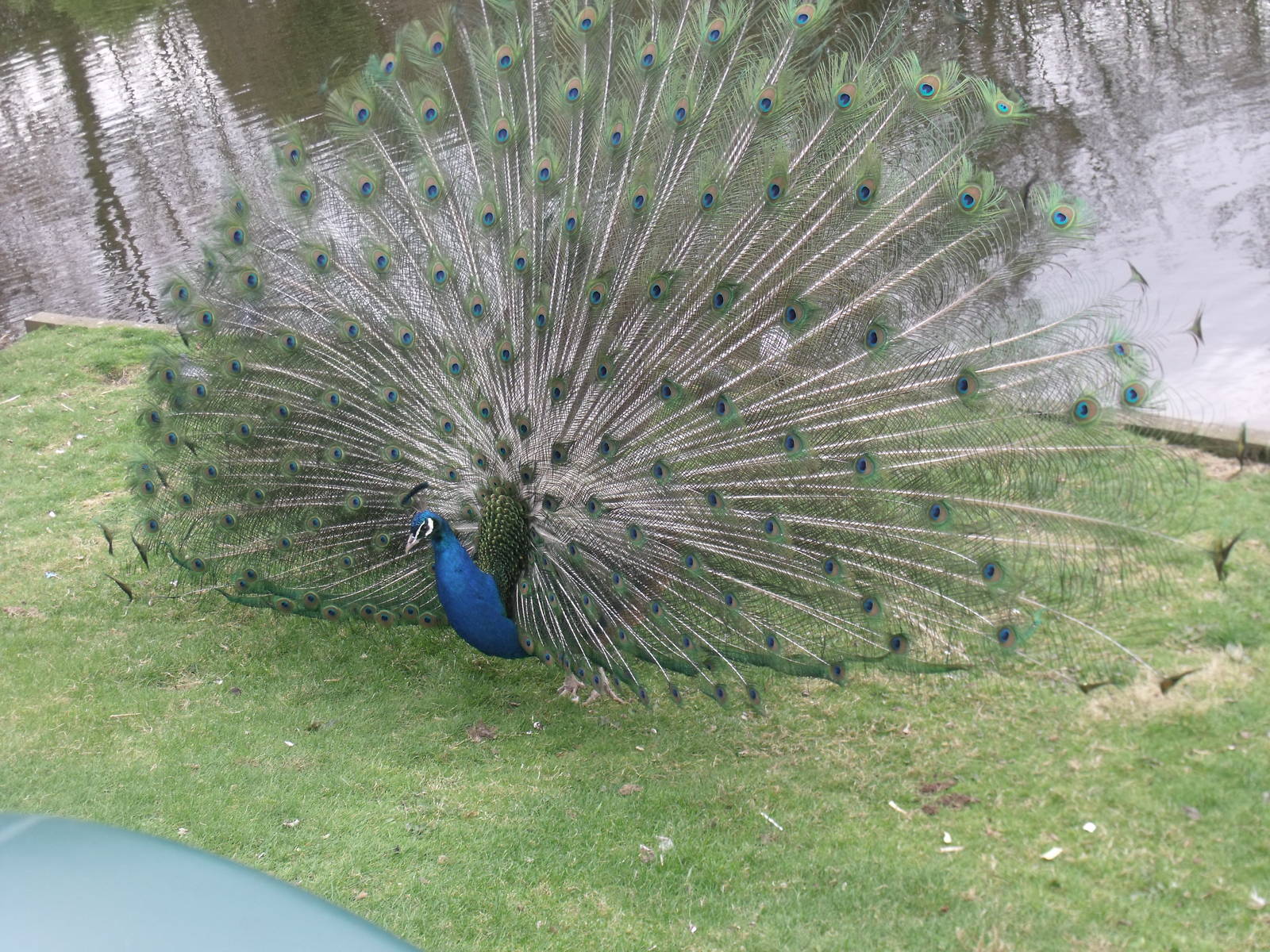 Peacock