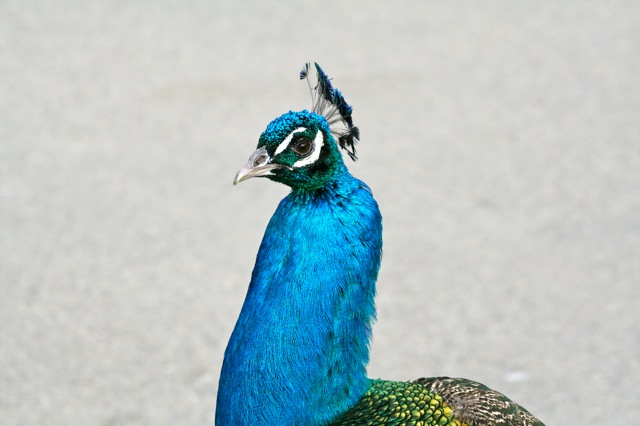 Peacock