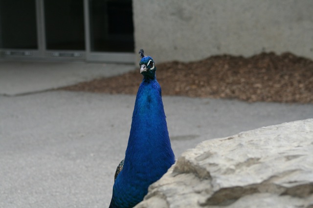 Peacock