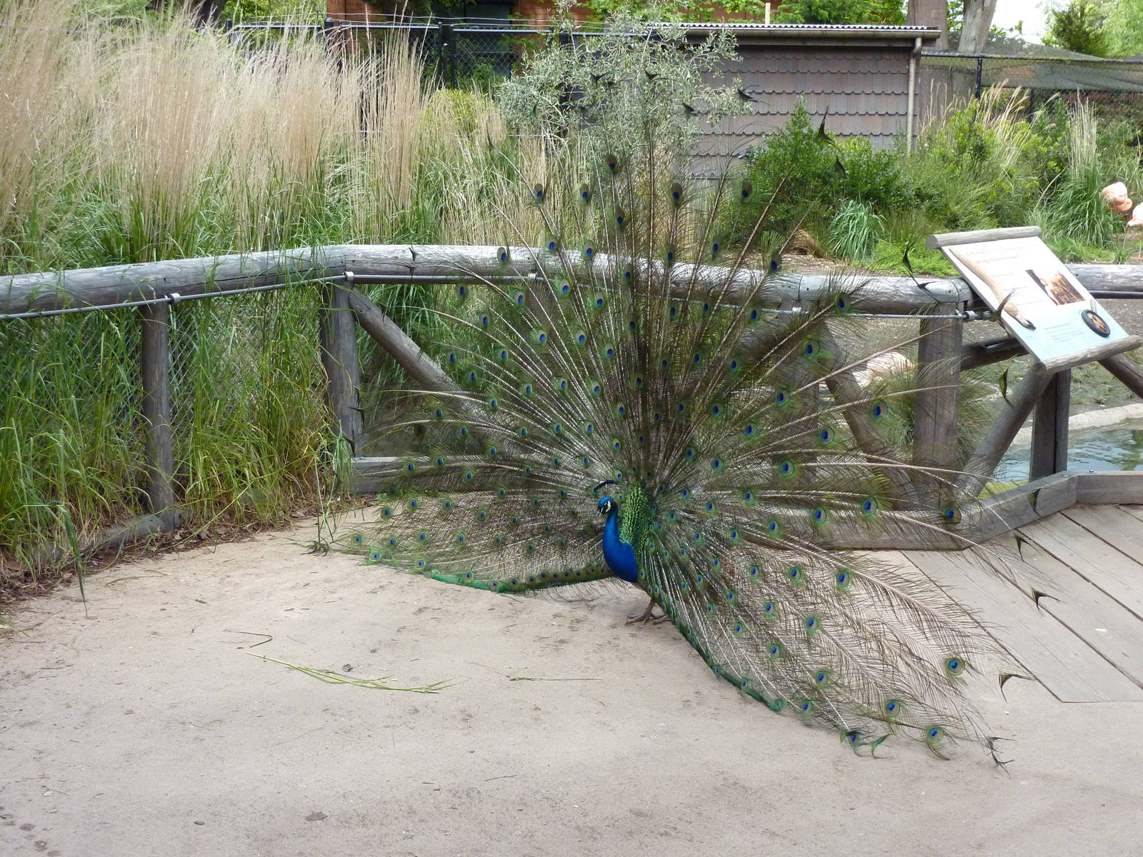 Peacock