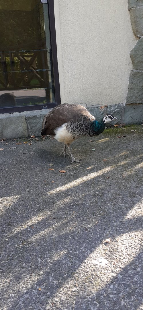 Peacocks are roaming freely at the zoo
