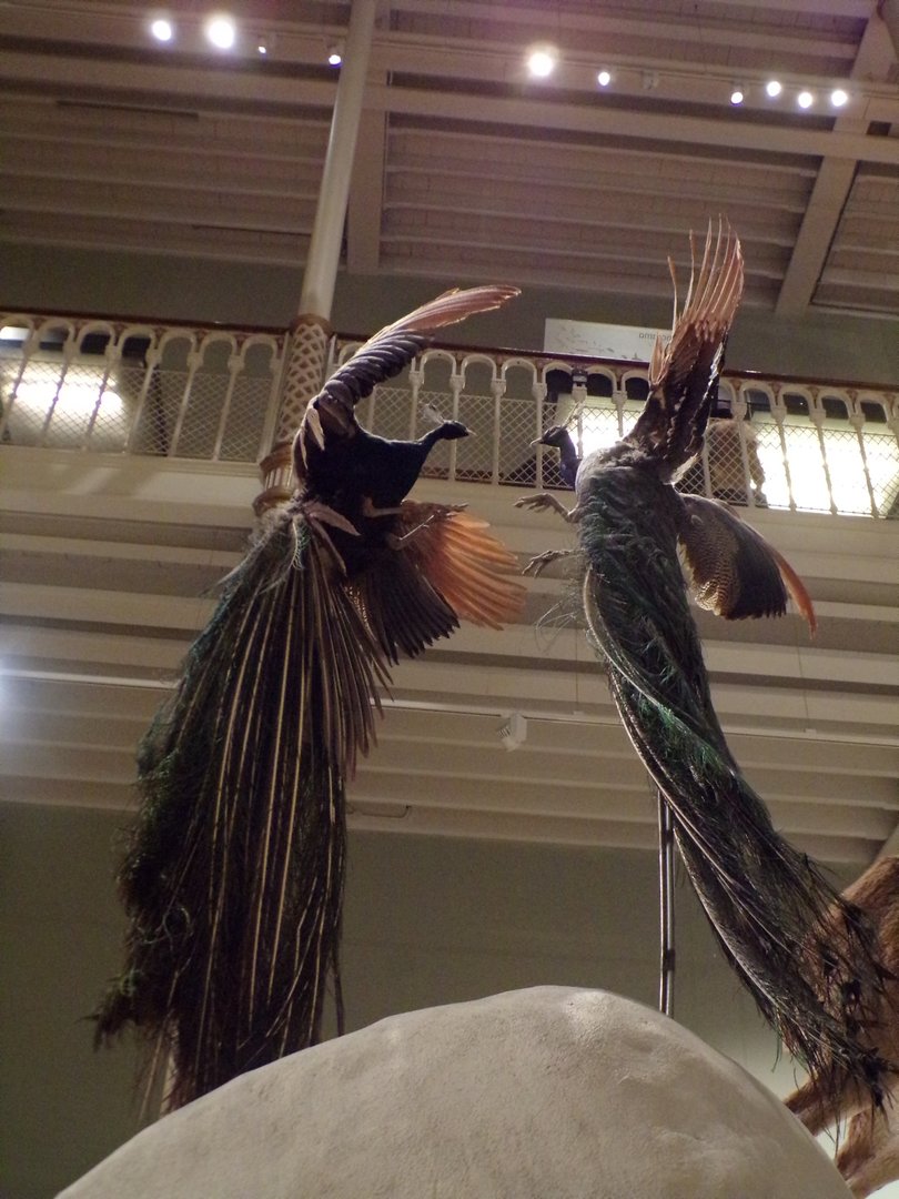 Peacocks fighting 30.12.22