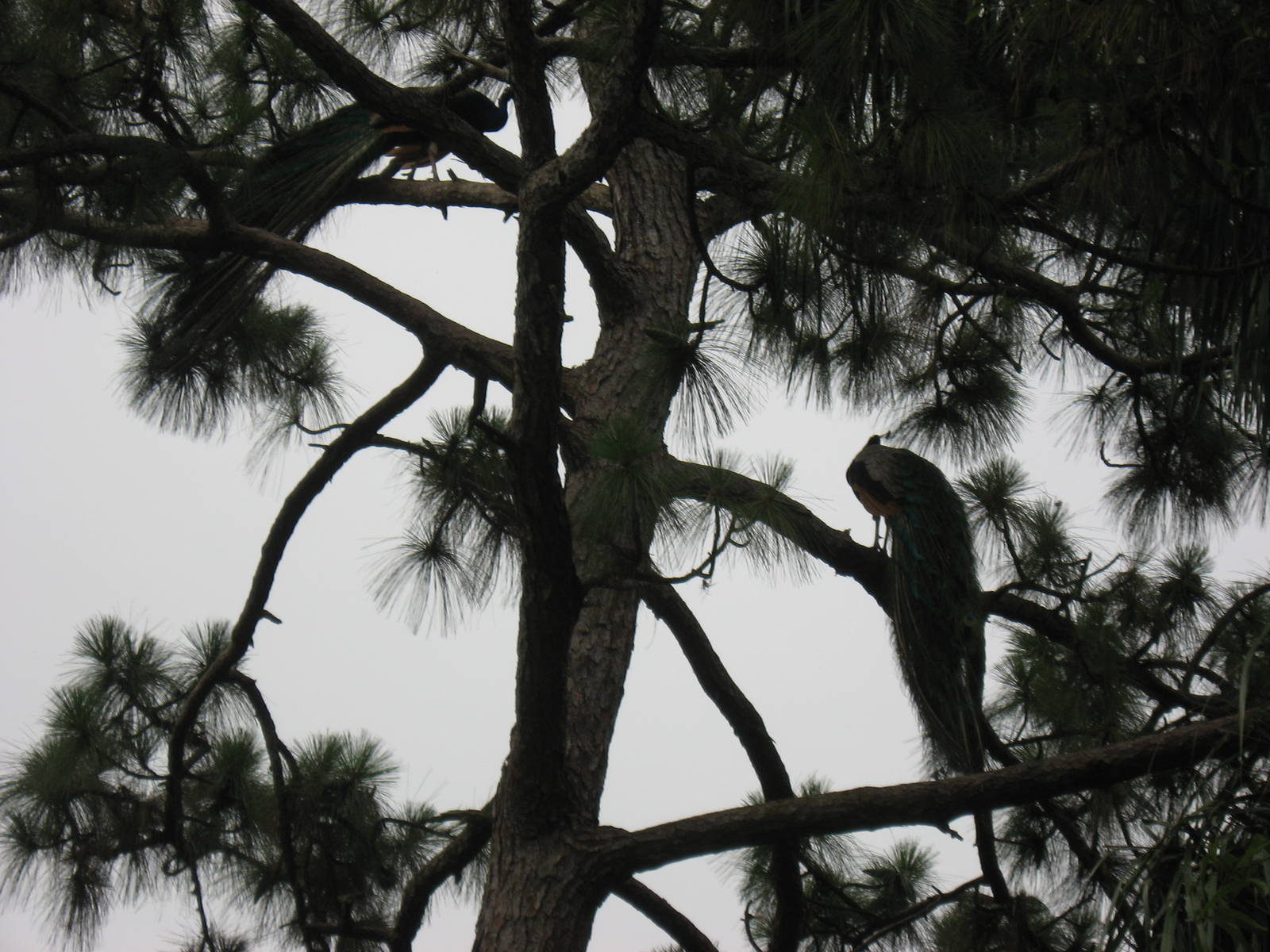 Peacocks in pines
