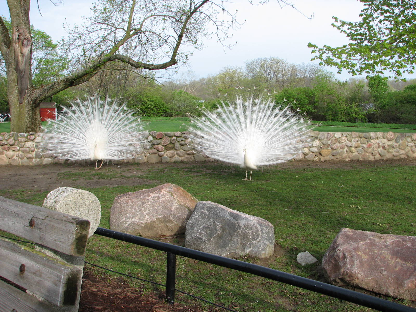 Peacocks in the tortoise yard