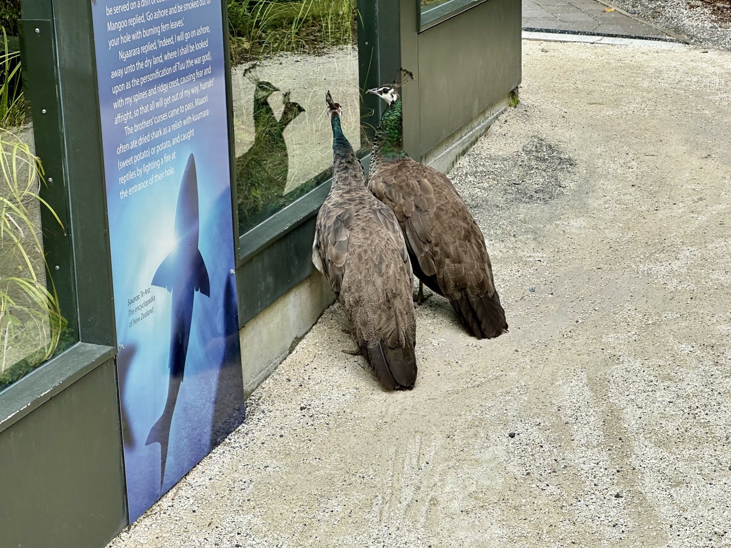 Peacocks Watching Tuatara
