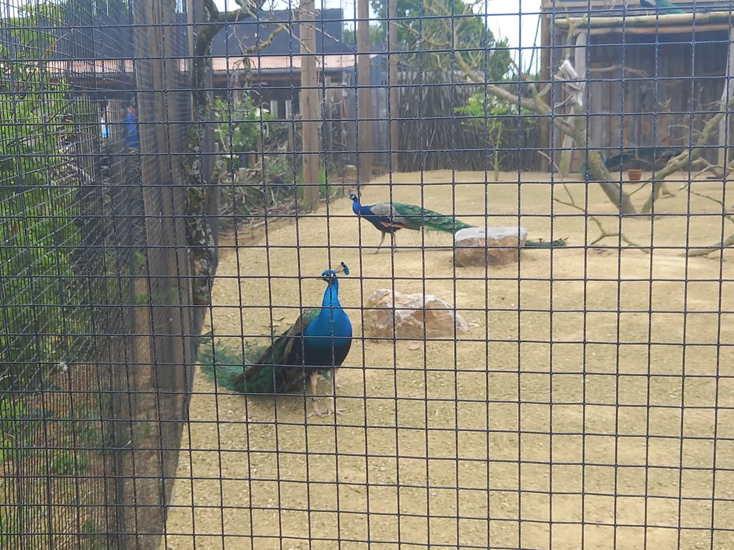Peacocks