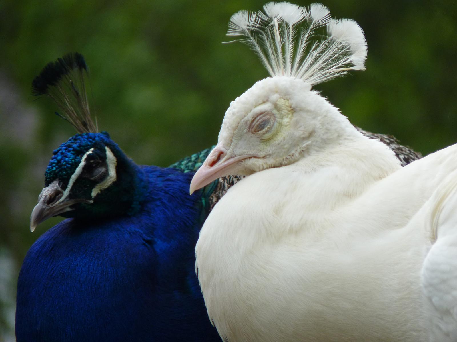 Peacocks