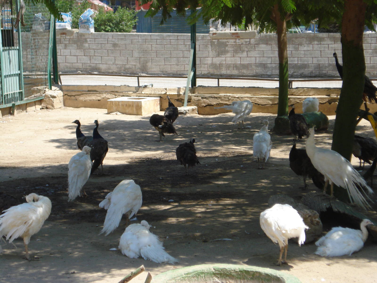 Peafowl + albinos