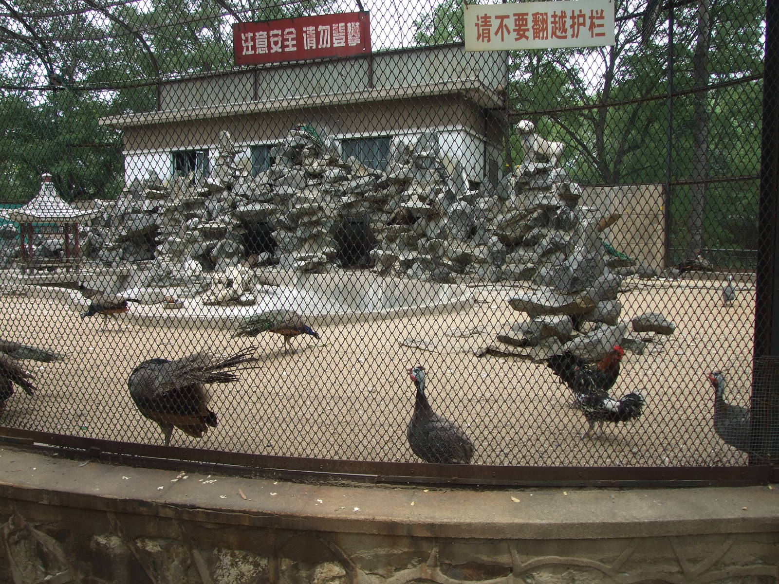 Peafowl and chicken