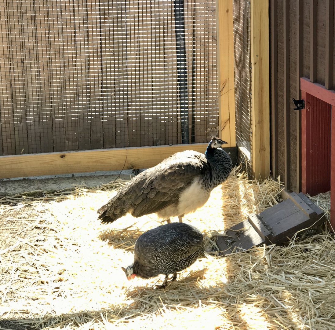 Peafowl and Guinea Fowl