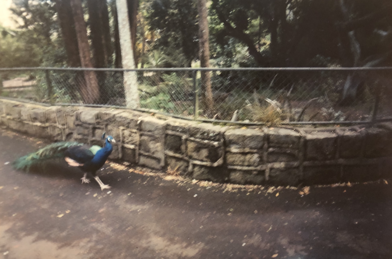 Peafowl and landscape architecture.