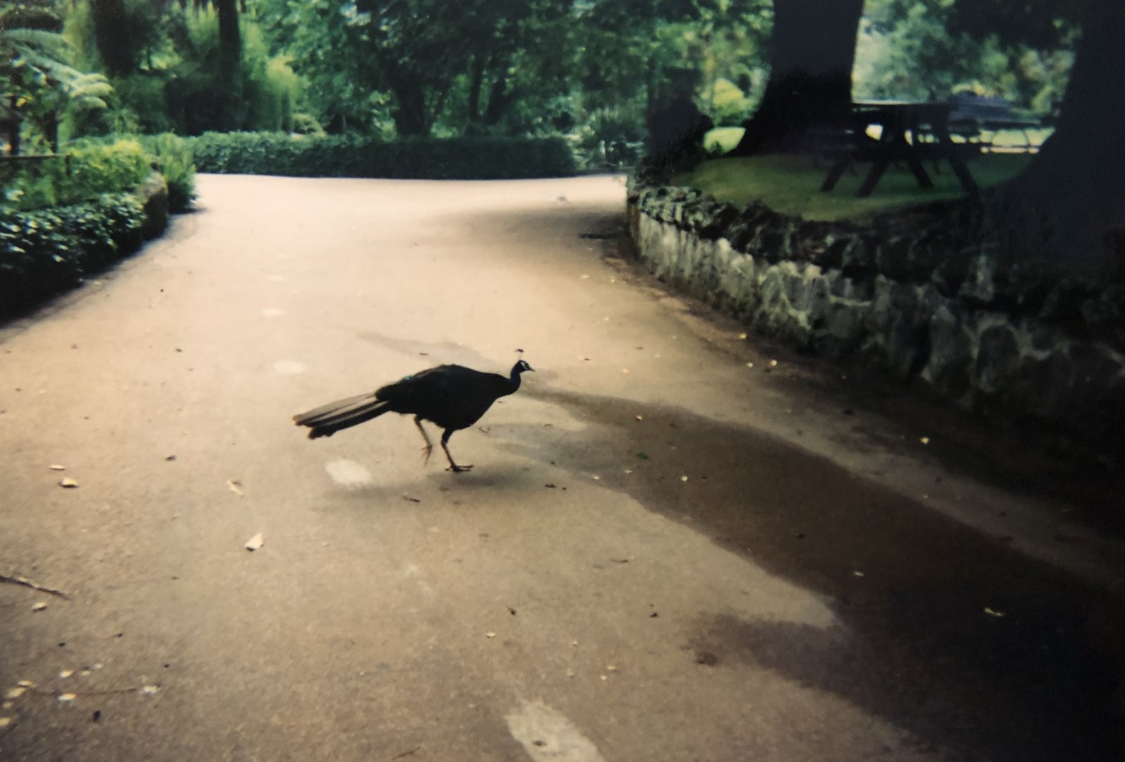 Peafowl and landscape architecture.