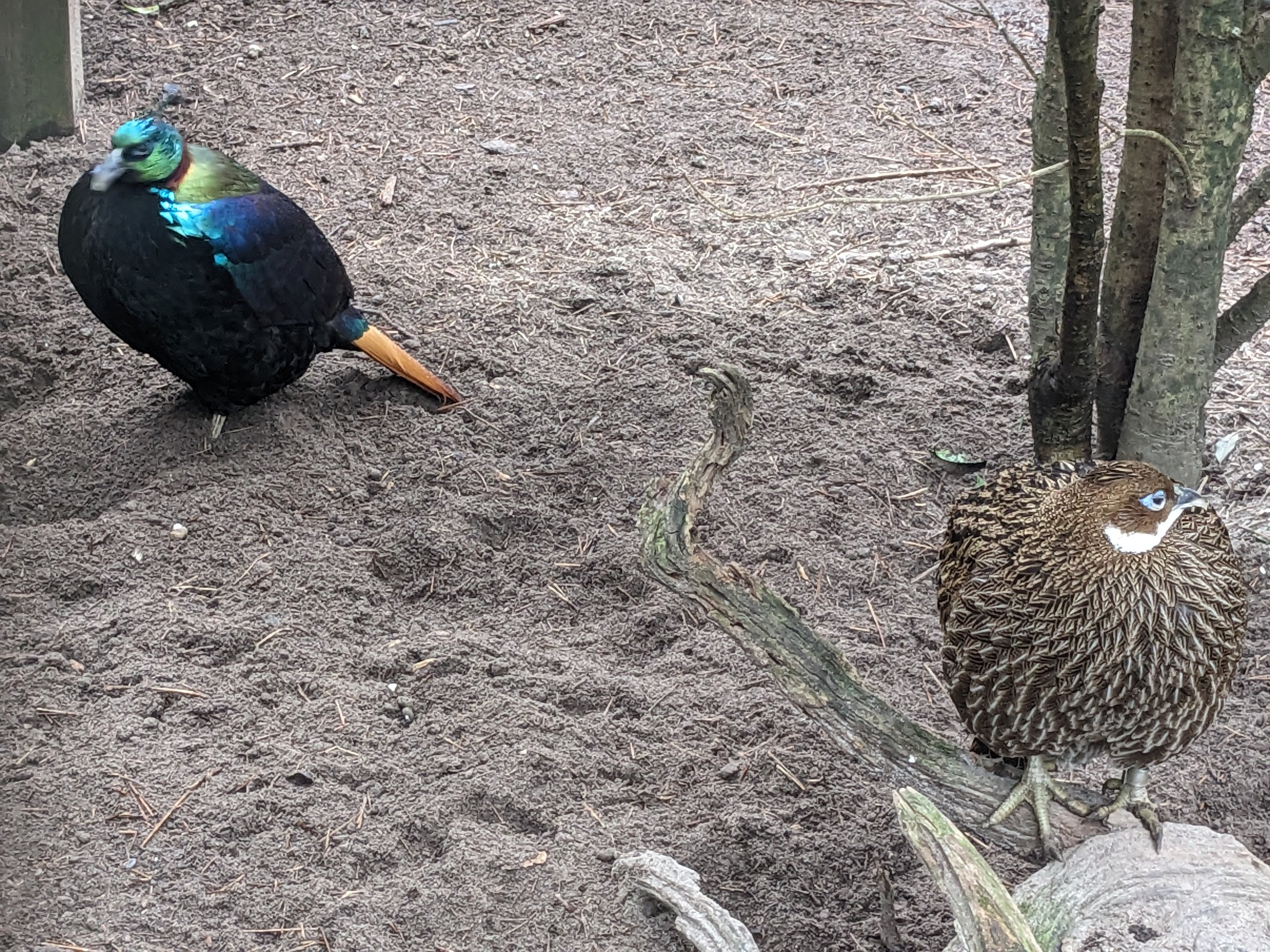 Peafowl and Pheasants - Himalayan monal