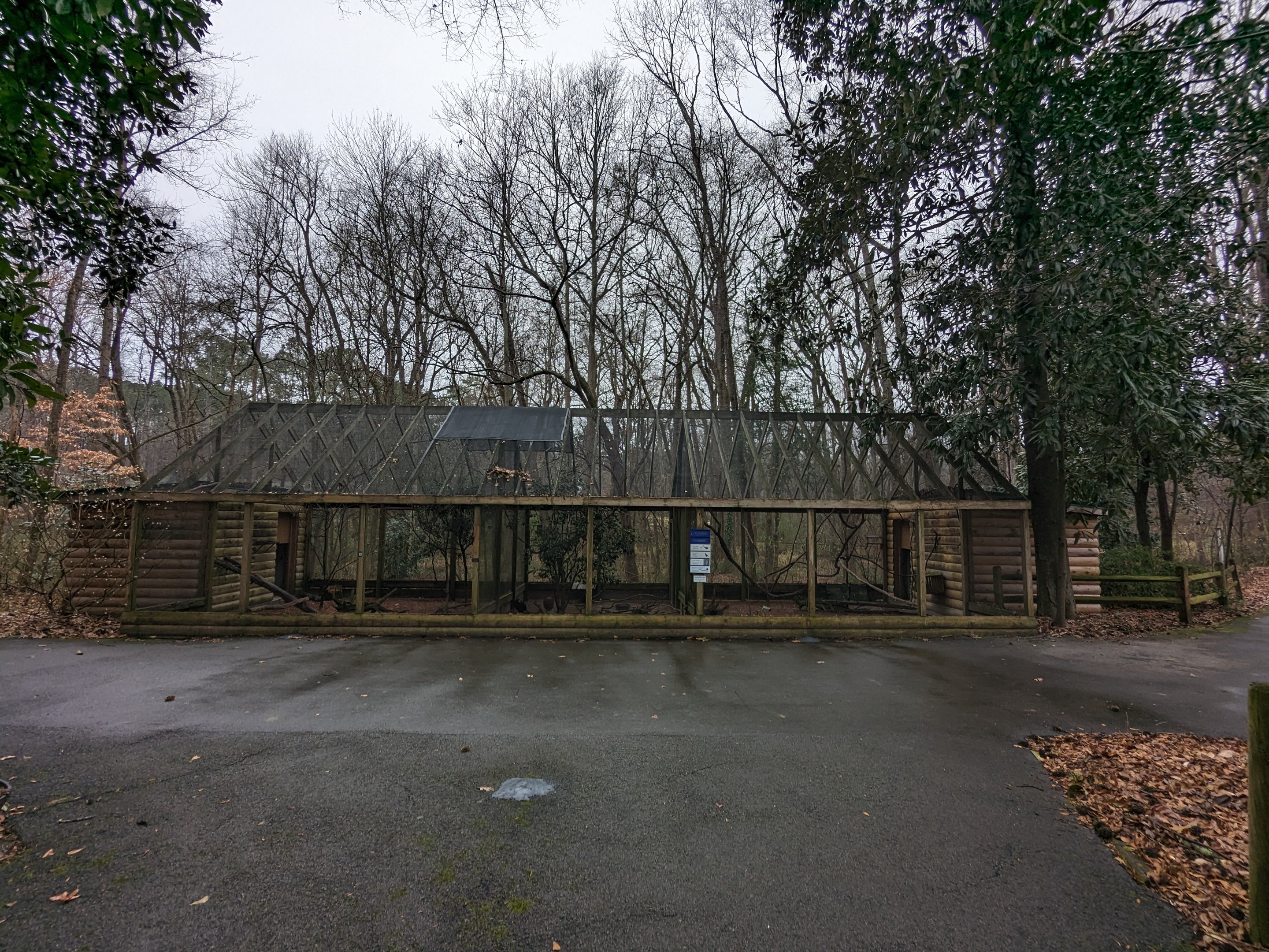 Peafowl and Pheasants