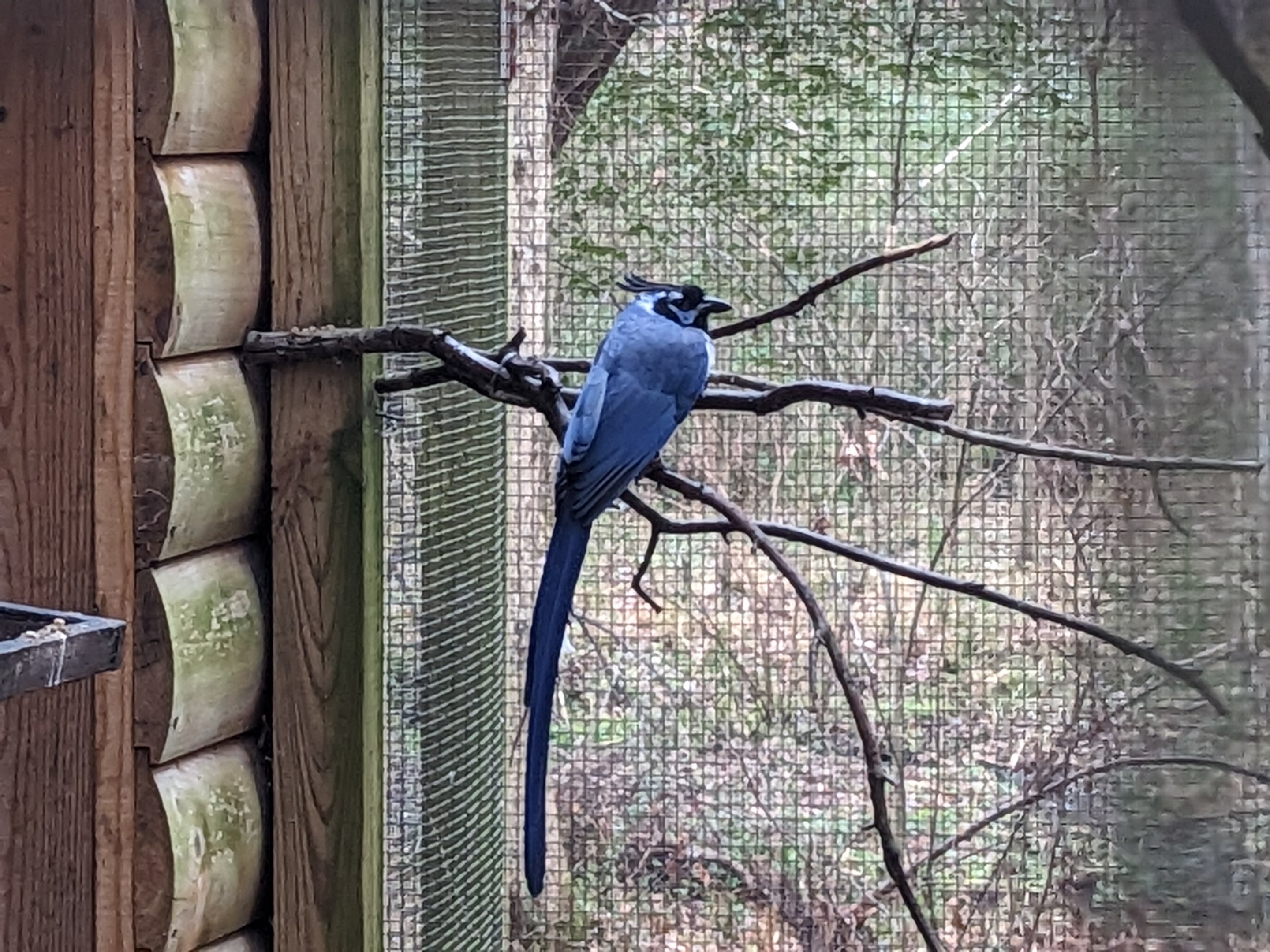 Peafowl and Pheasants