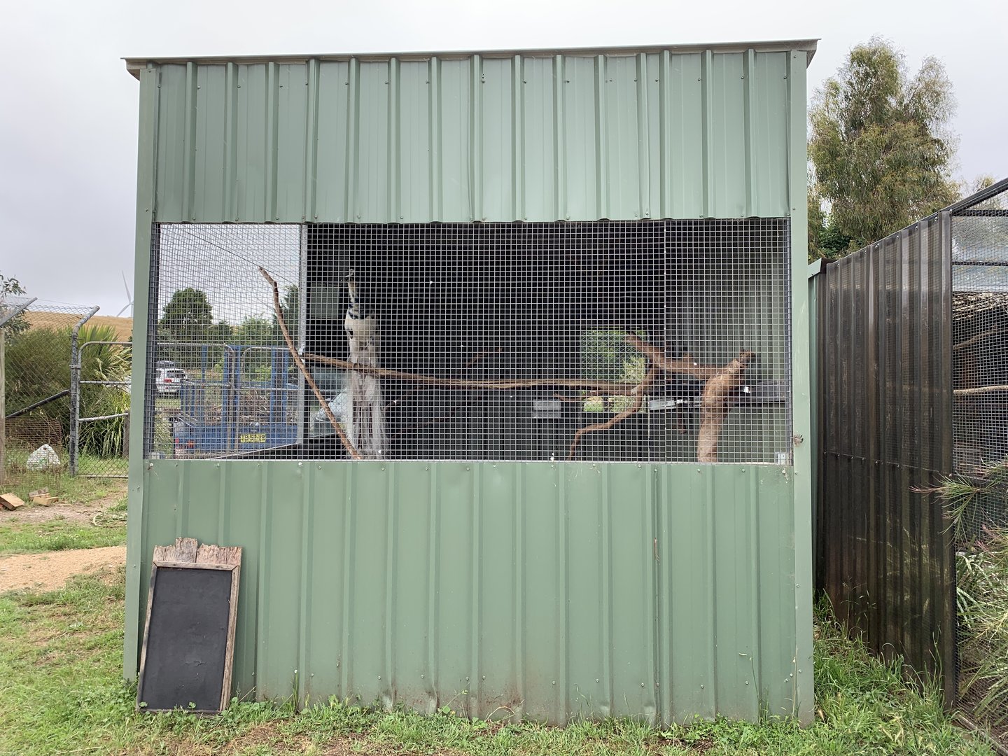 Peafowl and Ringneck Aviary