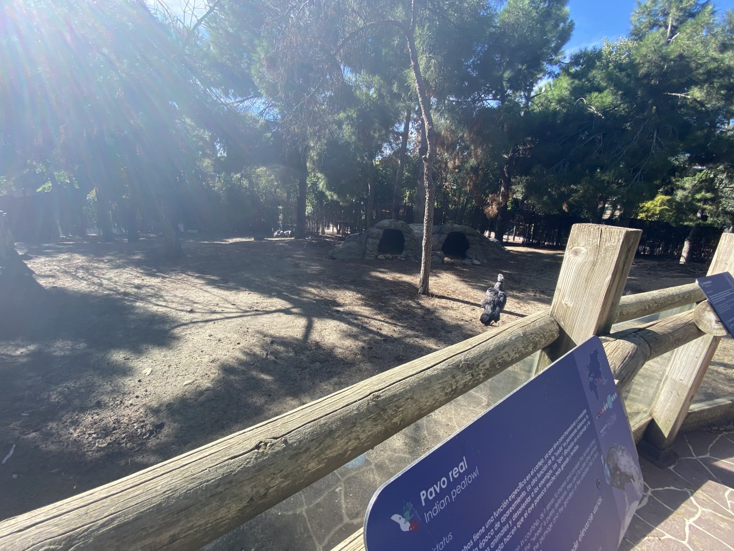 Peafowl and Southern screamer enclosure