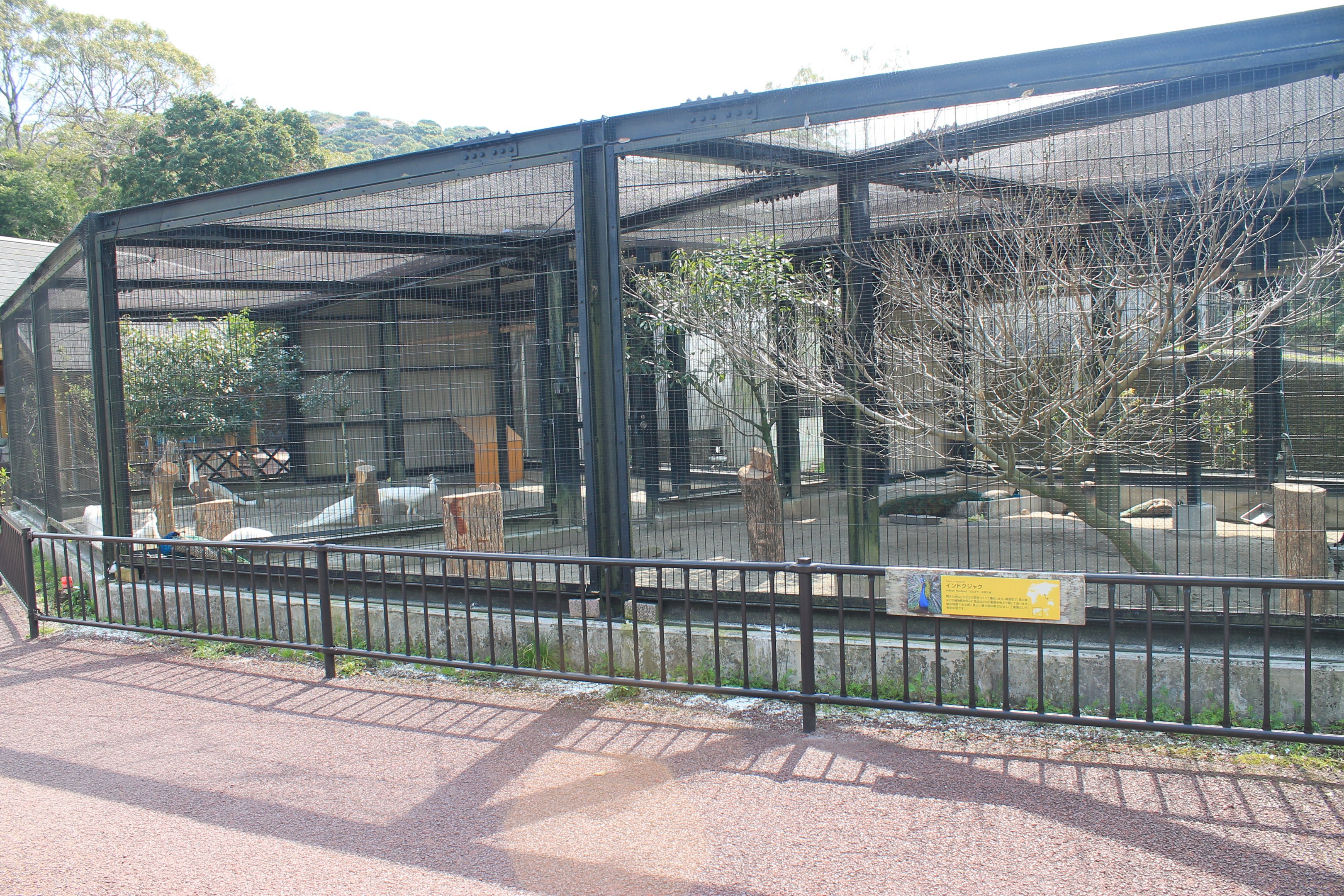Peafowl aviaries - Hirakawa Zoo (Kagoshima)