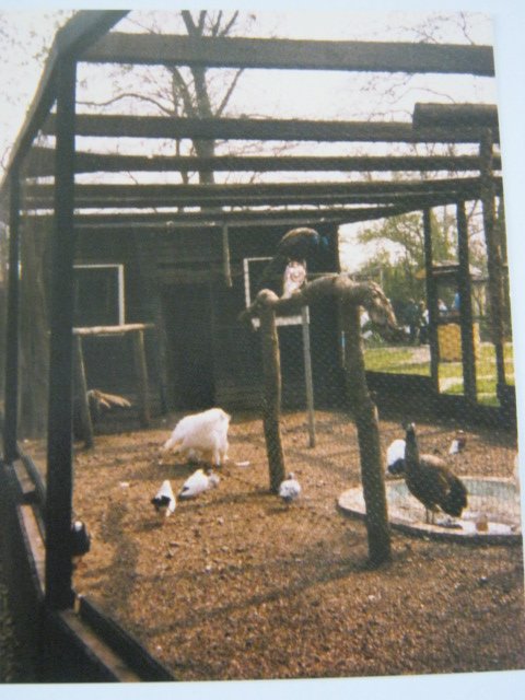 Peafowl Aviary Basildon Zoo 1989.