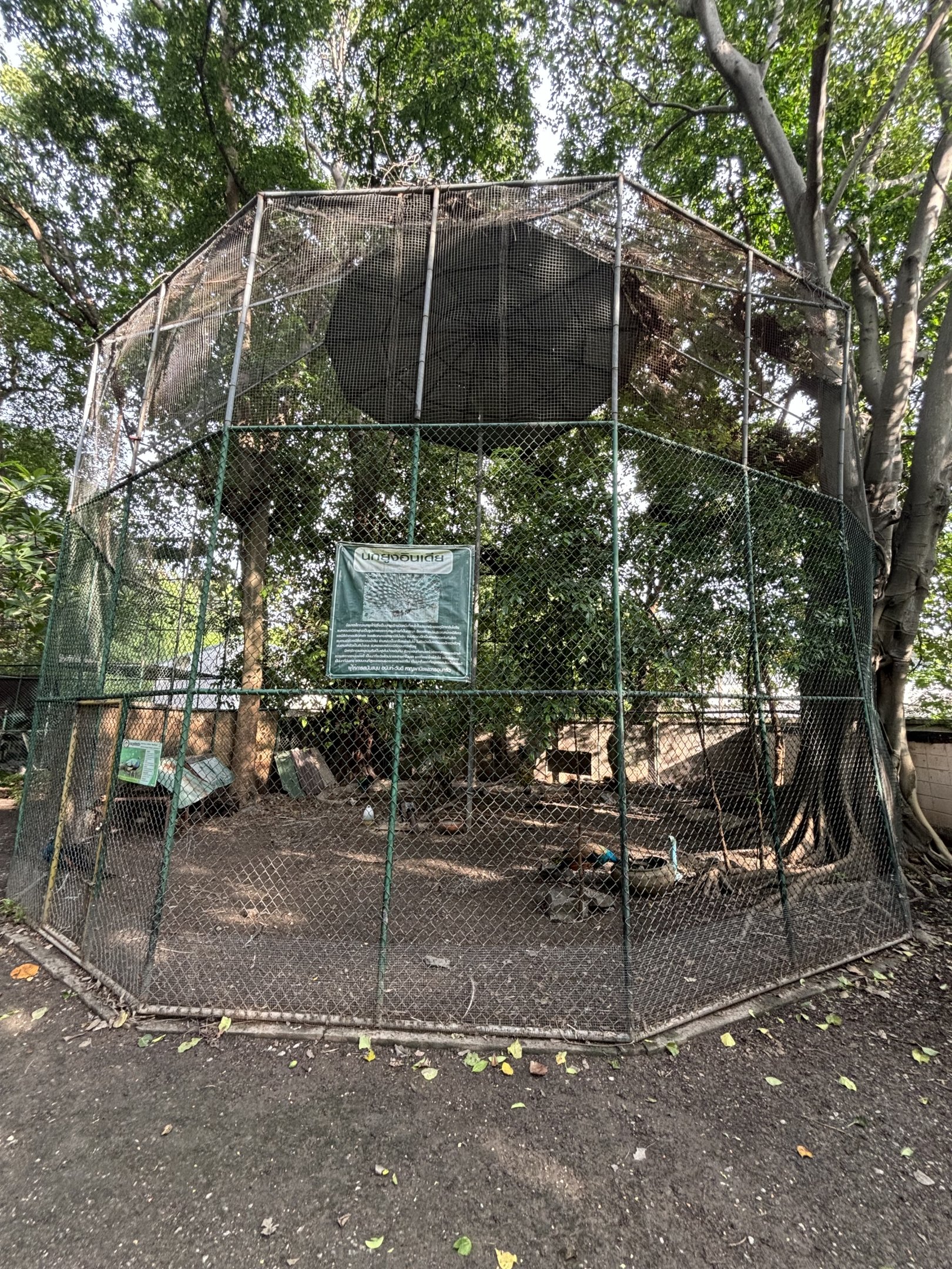 Peafowl Aviary - Lopburi Zoo