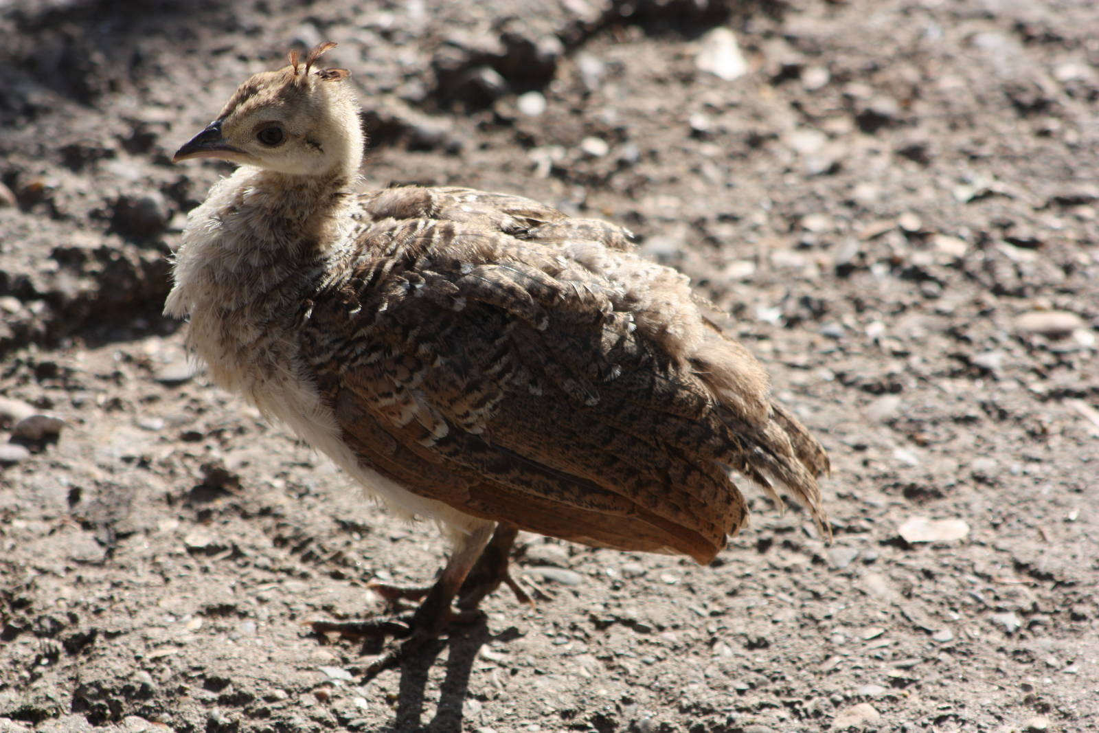 Peafowl chick, 17th August 2014