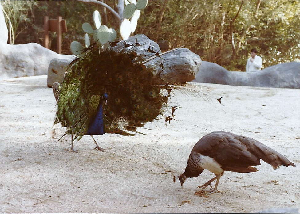 Peafowl Courtship - Circa 1982
