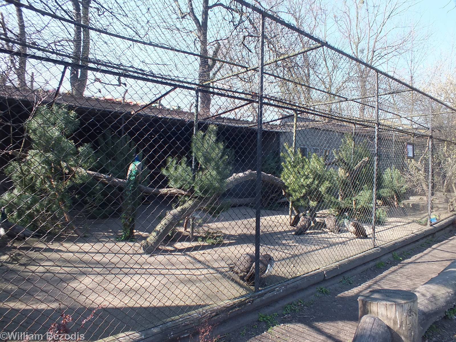 Peafowl Enclosure