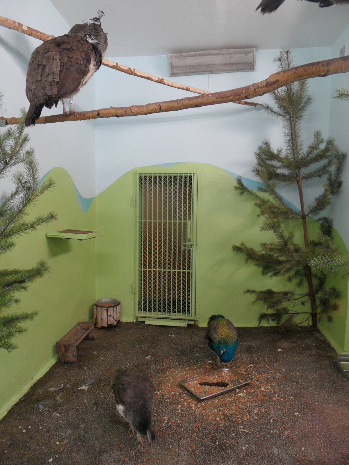 Peafowl exhibit