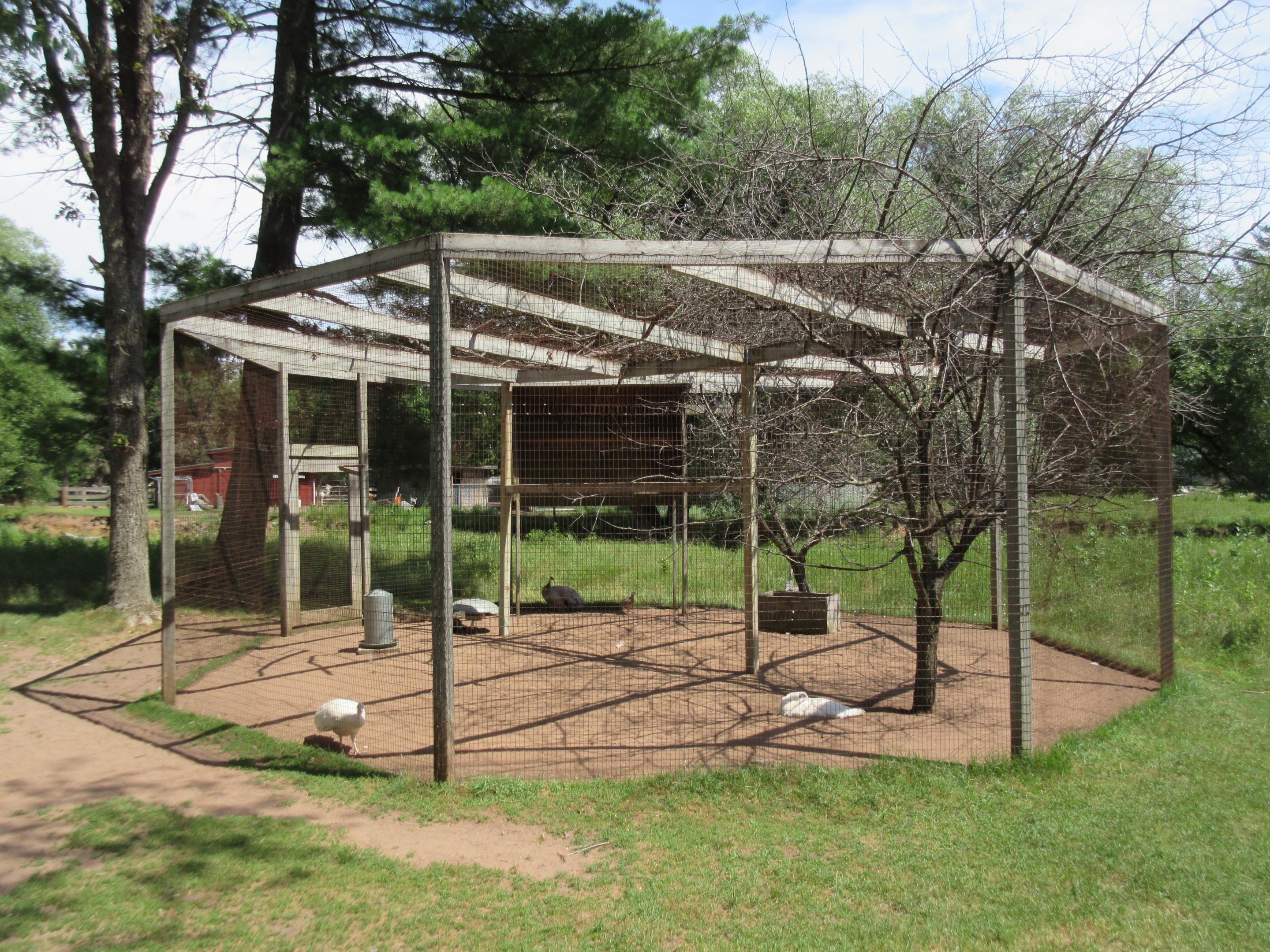 Peafowl Exhibit