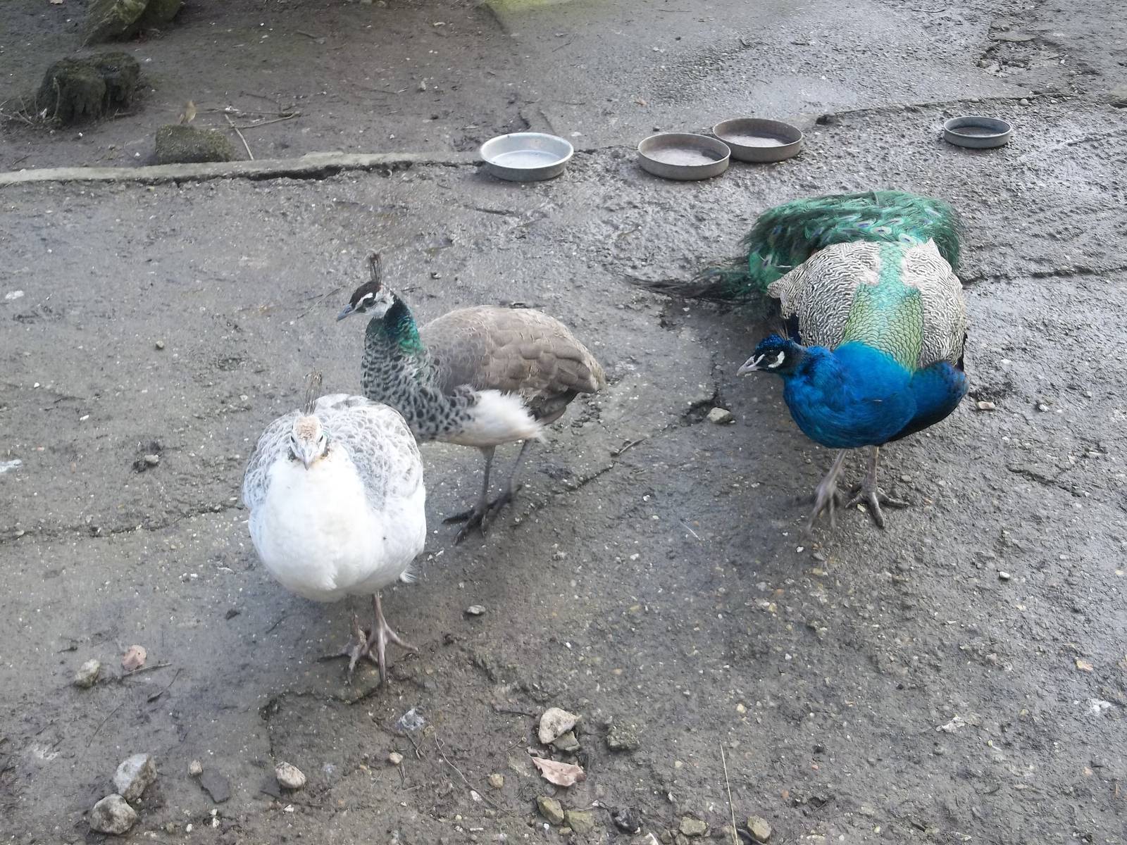 Peafowl family, 14th February 2015