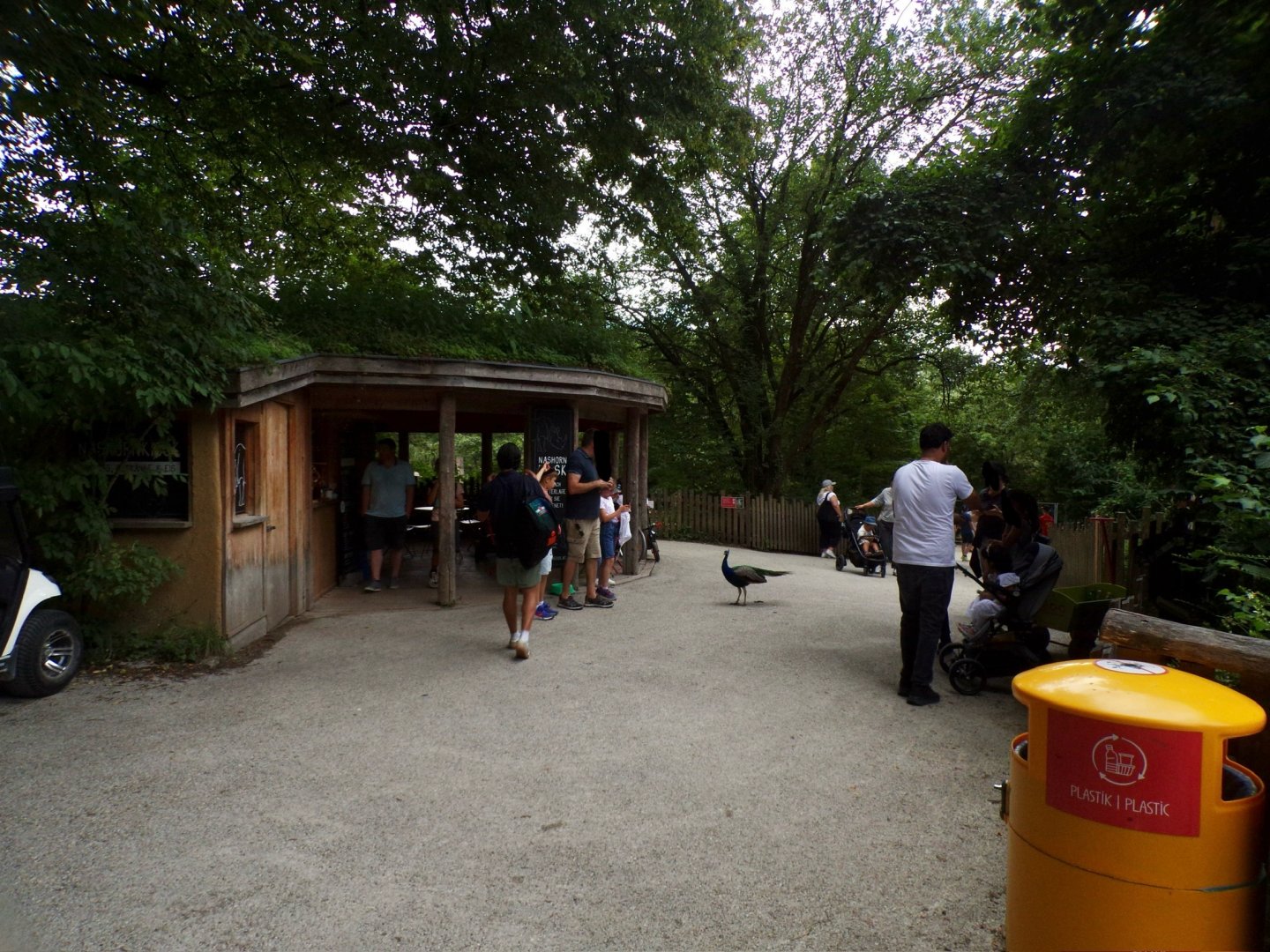 Peafowl free-roaming in Africa section of zoo 13.7.25