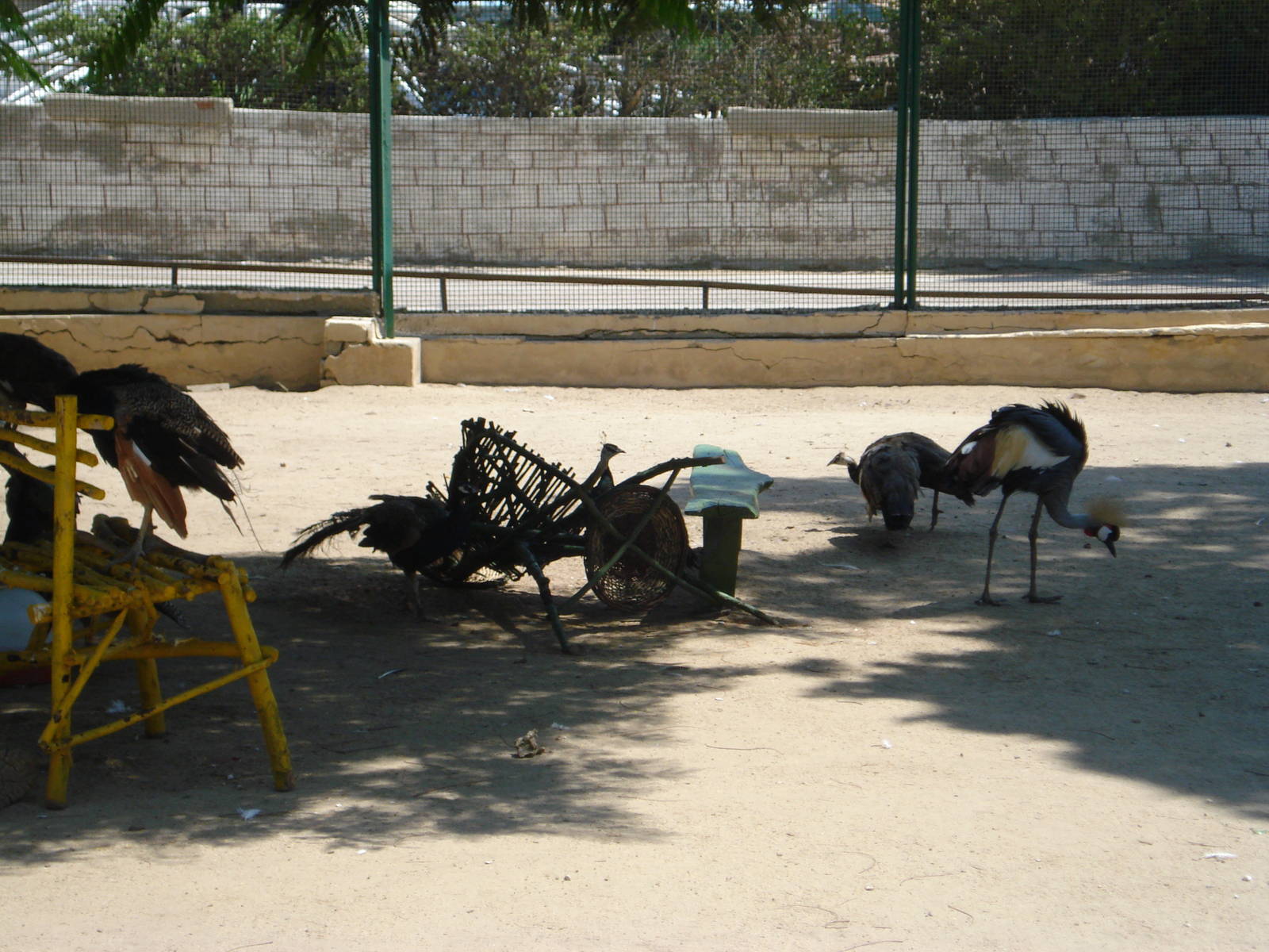 Peafowl + grey crowned crane