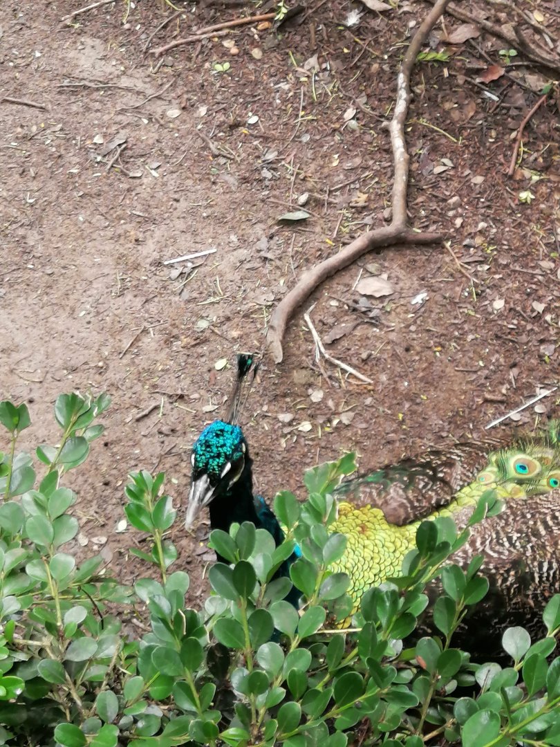 Peafowl ID？