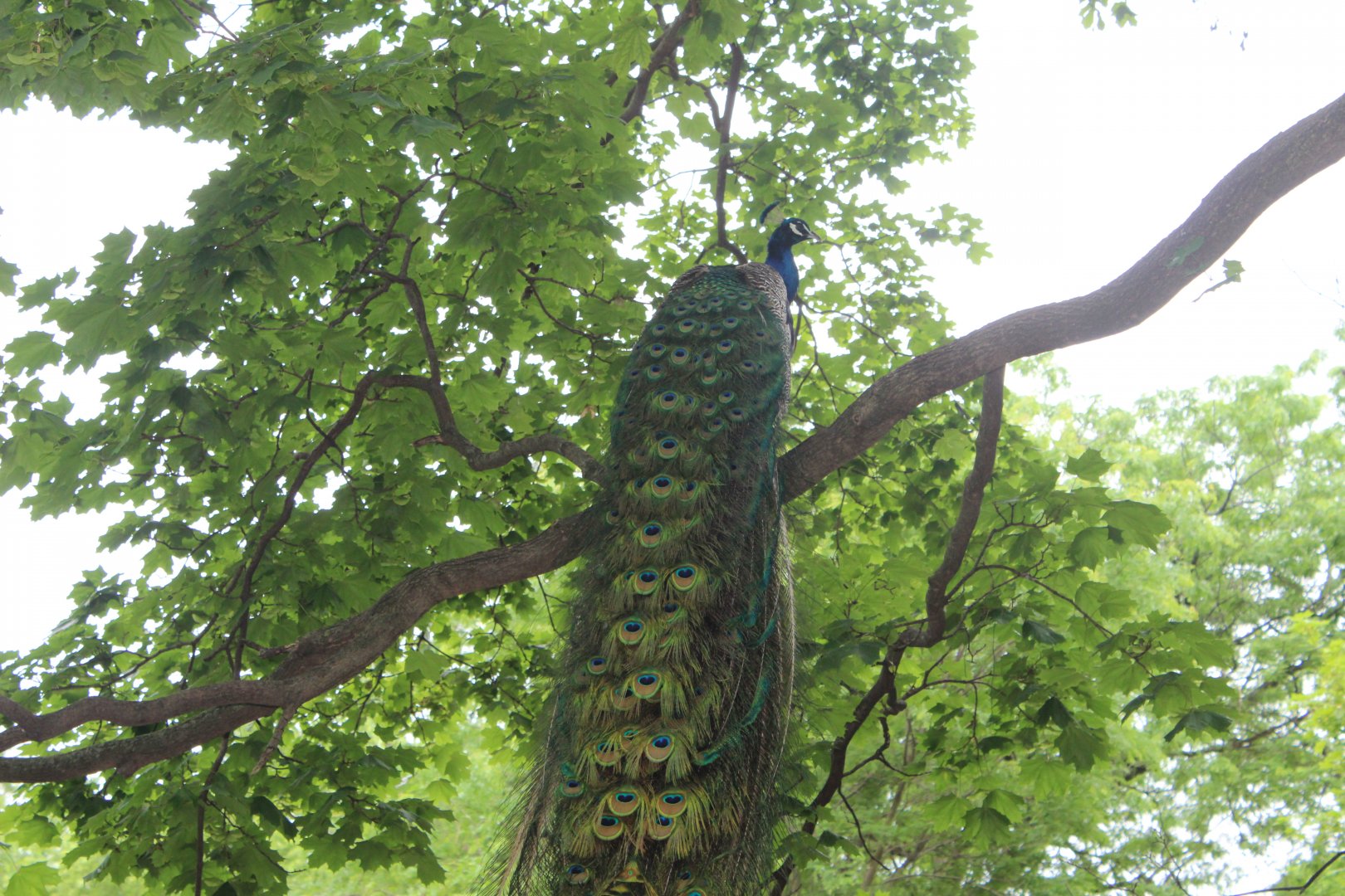 Peafowl in a Tree