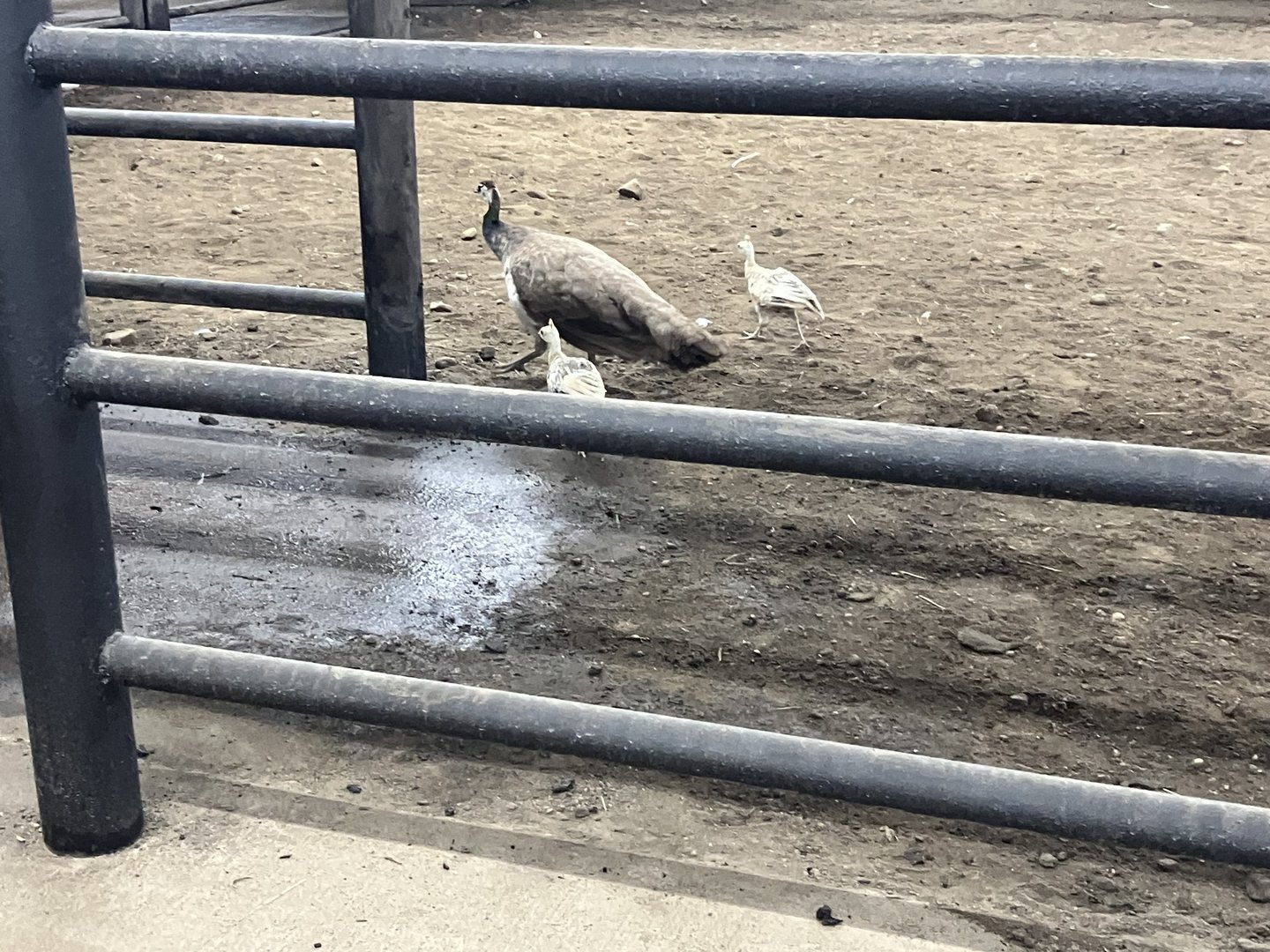 Peafowl in the Rhino Exhibit