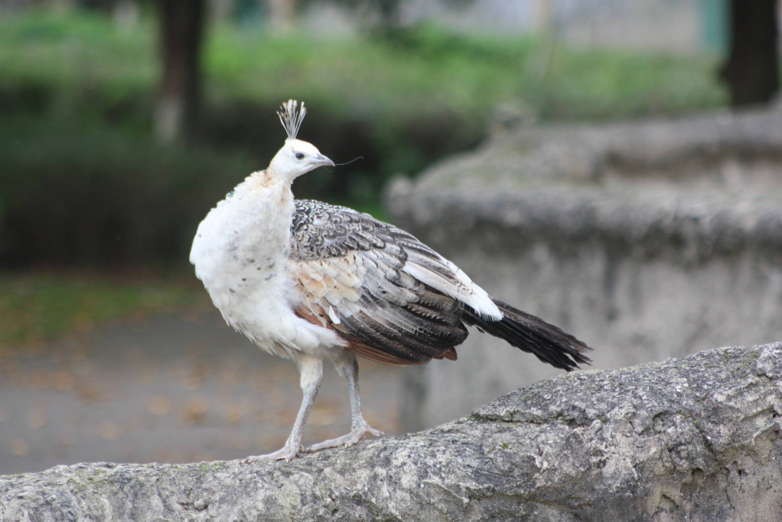 Peafowl mystery? 27th October 2014