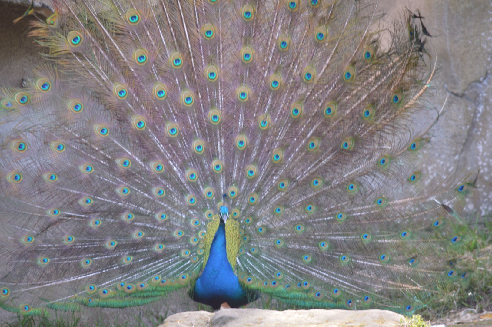 Peafowl, October 2024